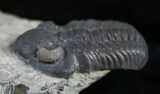 Eldredgeops Trilobite - Silica Shale #9226-5